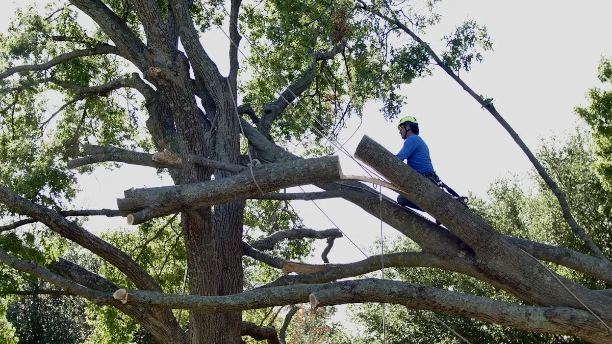 Professional Hazardous Tree Removal performed by certified arborists in Linden